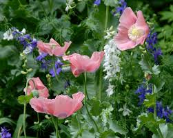 For more information read how. As Ye Sow Saving And Planting Poppy Seeds Flower Magazine