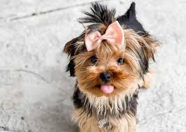 teacup yorkie 10 amazing things you