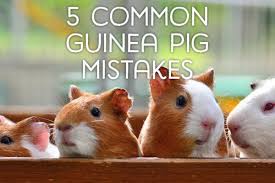 5 common mistakes guinea pig owners