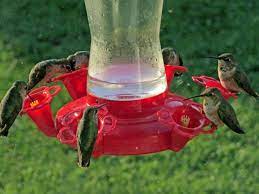 Is It Okay To Feed Hummingbirds Bc Spca