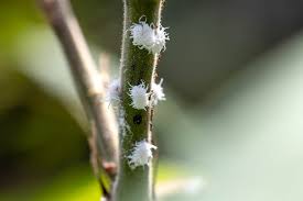 get rid of mealybugs in your garden