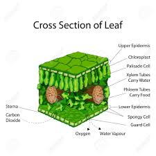 Education Chart Of Biology For Cross Section Of Leaf Diagram