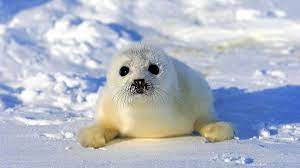 harp seal pups in trouble in quebec due