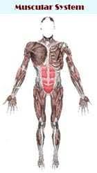 Body Systems Human Anatomy
