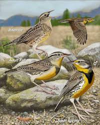Western Meadowlark - Whatbird.com