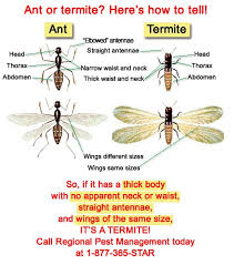 Termites Compared To Ants Regional Pest Management
