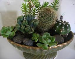 The Joys Of Simple Life Cactus Dish Garden