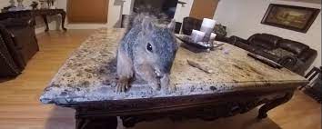Squirrel In The Fire Place