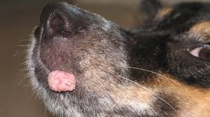 how to get rid of dog warts at home