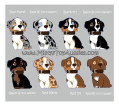 Faqs Mistys Toy Aussies