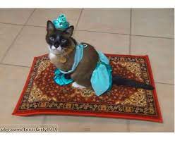 cat riding magic flying carpet