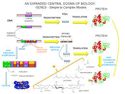Central Dogma Steps Overview Of Central Dogma Of Biology