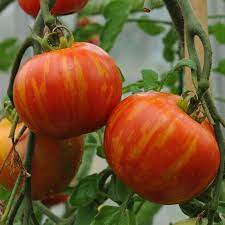 Томат Тигрелла: описание сорта помидоров, характеристики. Посадка и выращивание, болезни и вредители. Отзывы