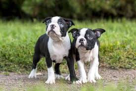 how much does a boston terrier cost