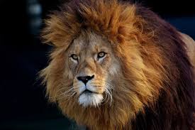 Перевод слова lion, американское и британское произношение, транскрипция, словосочетания, однокоренные слова, примеры использования. New Genetic Study Of Lions May Help To Prevent Them Going Extinct