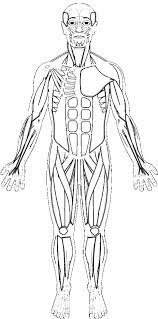 Free coloring sheets to print and download. Human Muscles Coloring