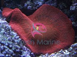 giant carpet anemone at whole