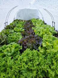 growing lettuce how to plant protect
