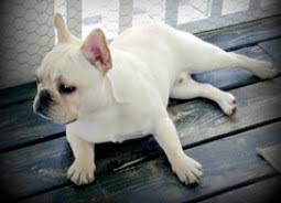 French bulldog puppies for sale in maryland french bulldog: French Bulldog Puppies For Sale In Maryland Md Purebred French Bulldogs Puppy Joy