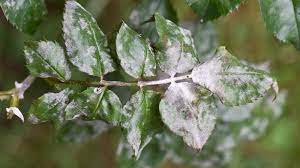 powdery mildew how to get rid of white