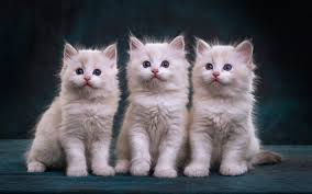 Search kittens in your area by breed, size and more! Download Wallpapers Three Fluffy Kittens White Fluffy Little Cats Ragdoll Kittens Cute Animals Pets Ragdoll For Desktop Free Pictures For Desktop Free