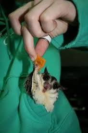 Image result for sugar glider marshmallow