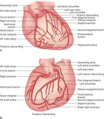 For the technique to take over the function of the heart and lungs arterial tree — in anatomy, arterial tree is used to refer to all arteries and/or the branching pattern of the arteries. 33 Coronary Artery Ideas Coronary Arteries Coronary Arteries