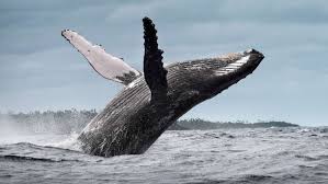 humpback whales share songs between