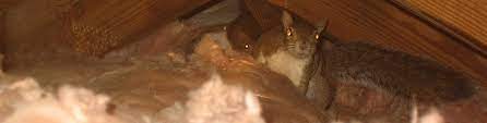 squirrel nest in attic nest of baby