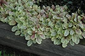 golden glow bugleweed ajuga reptans