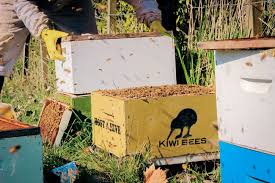 Kiwi Bees Host A Hive Annual