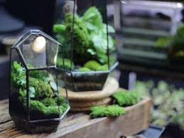 Moss Terrarium Care Learn How To Make