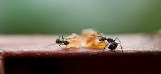 Many of our products are not available in stores such as home depot, walmart or lowes. How To Get Rid Of Sugar Ants House Method