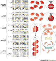 sickle cell disease nature reviews