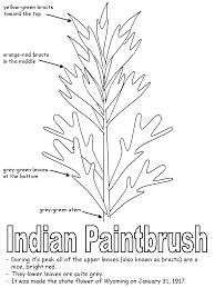 Legend Of The Indian Paintbrush
