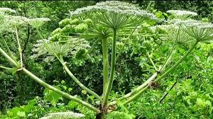 Dangers Of Giant Hogweed Plant