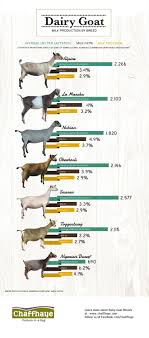 There Are Many Factors In Deciding On A Dairy Goat Breed For