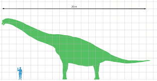 Brachiosaurus Scale Brachiosaurus Wikipedia The Free