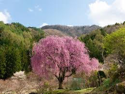 Cherry flowering kwanzans boast double pink blooms that burst into display in early spring. Weeping Cherry Tree Care How To Plant A Weeping Cherry Tree