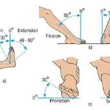 normal values for ankle movements a