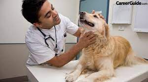 6 steps to becoming a veterinary doctor