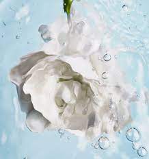 hydra beauty camellia water cream