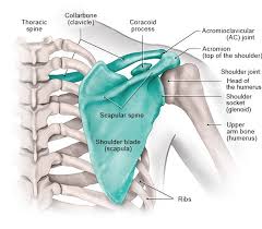 The socket, or the glenoid, is shallow and flat. How Does The Shoulder Work Informedhealth Org