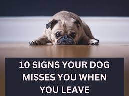 10 signs your dog misses you when you
