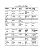 Copy Of Animal Terminology Chart Google Docs Cattle