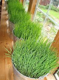 Experiment with them all to see which type your kitty prefers. My How You Ve Grown Windowsill Garden Grasses Garden Growing Grass