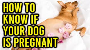 how to know if your dog is pregnant or