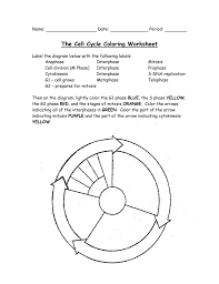 The Cell Cycle Coloring Worksheet