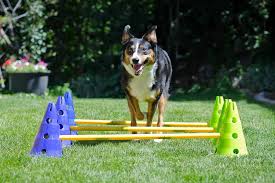 all of the dog agility equipment you