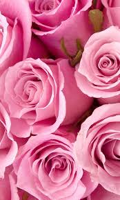 hd pink roses for you wallpapers peakpx